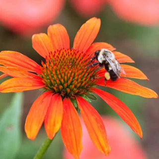 Cheyenne Spirit Coneflower Mixture