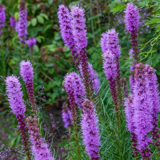 Blazing Star