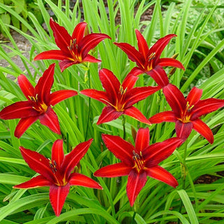Sammy Russel Daylily