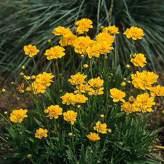 Early Sunrise Coreopsis