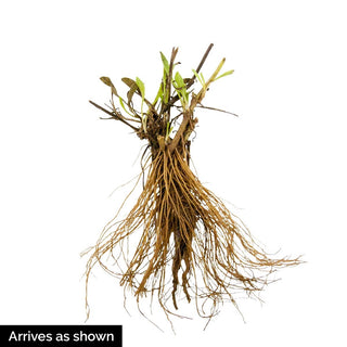 Early Sunrise Coreopsis