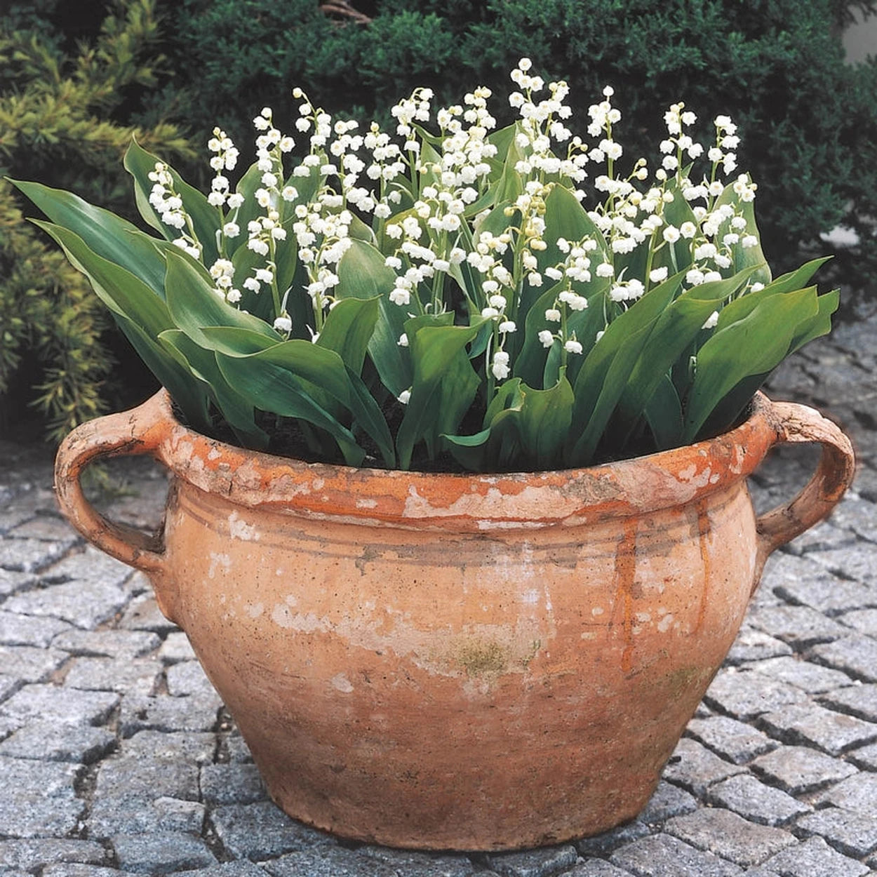 planting lily of the valley bulbs in pots Lily-of-the-Valley
