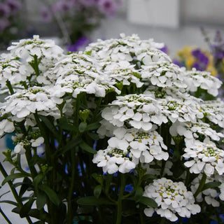 Snowflake Evergreen Candytuft