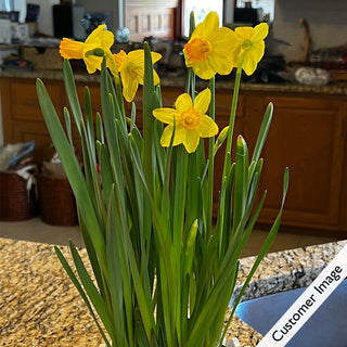 Bee Sweet Daffodil Bulb Garden