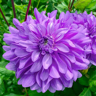 Bluetiful Dahlia