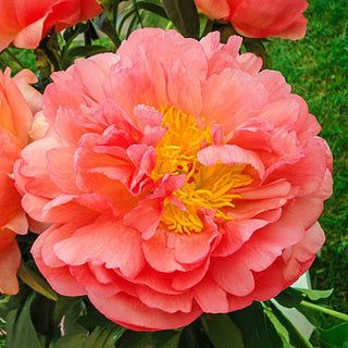 Coral Sunset Peony