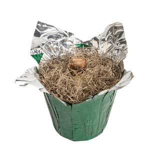 Inferno Amaryllis in Foil Wrapped Pot