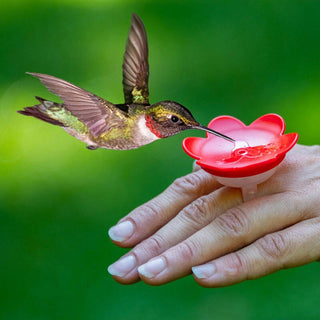 Hummingbird Ring