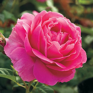 Grande Dame™  Hybrid Tea Rose