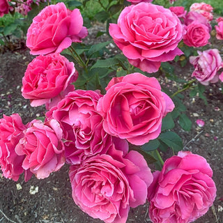 Grande Dame™  Hybrid Tea Rose