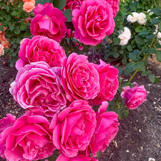 Grande Dame™  Hybrid Tea Rose