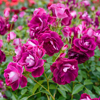 Burgundy Iceberg Floribunda Rose