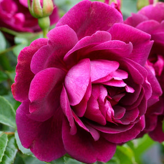 Burgundy Iceberg Floribunda Rose