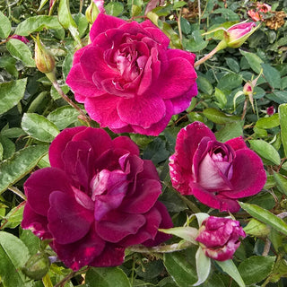 Burgundy Iceberg Floribunda Rose