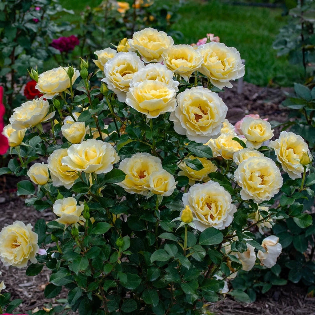 White Licorice™ Floribunda Rose – Breck's