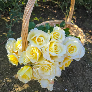 White Licorice™ Floribunda Rose
