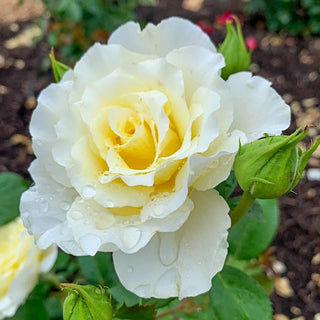 White Licorice™ Floribunda Rose