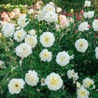 White Licorice™ Floribunda Rose