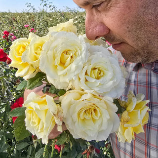 White Licorice™ Floribunda Rose