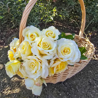 White Licorice™ Floribunda Rose