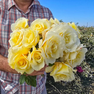 White Licorice™ Floribunda Rose