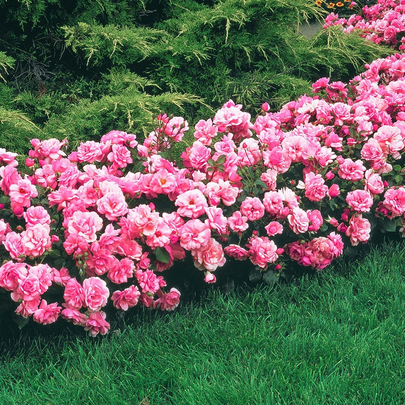 Pink Freedom Rose | Shop Hybrid Roses | Save at Breck's – Brecks