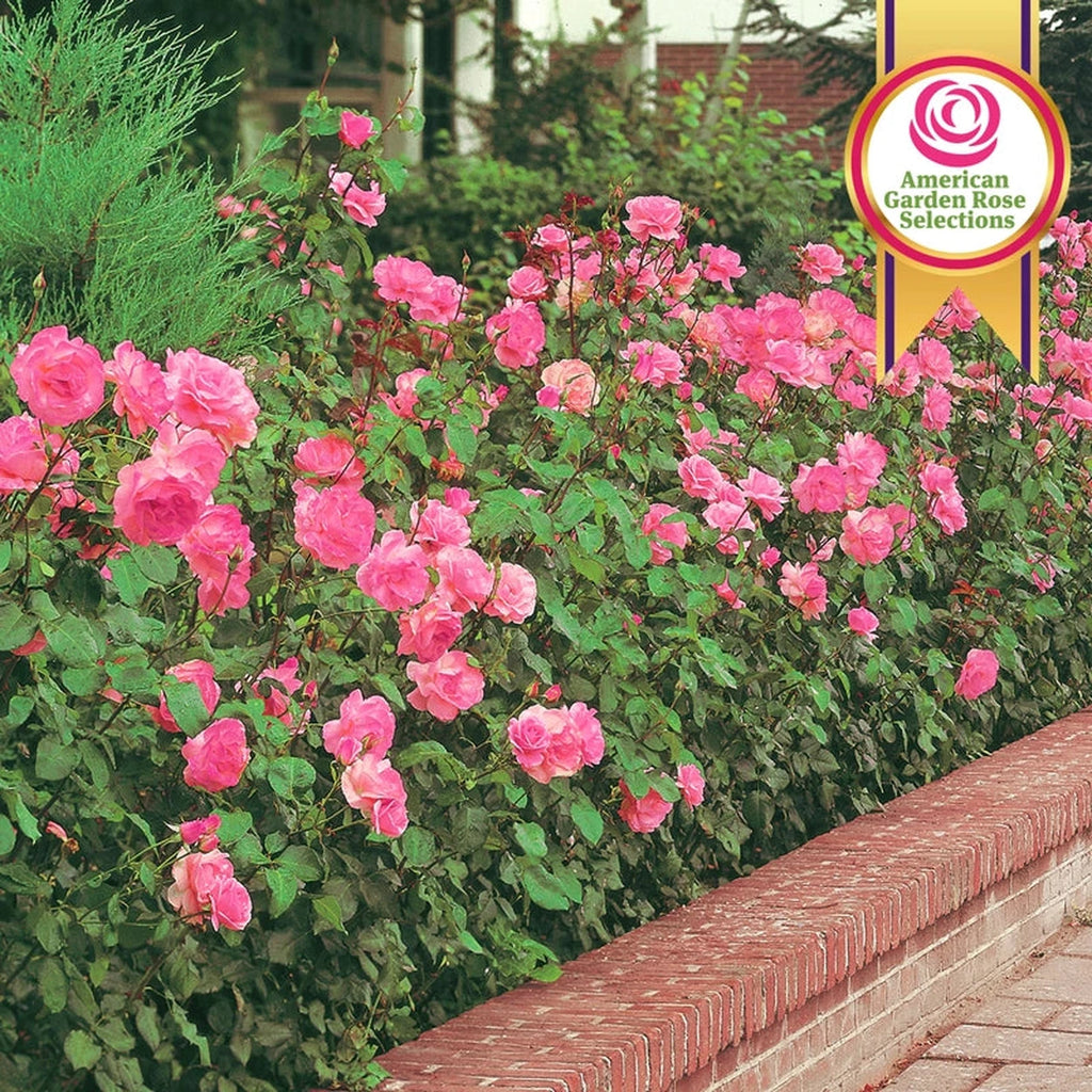 Pink Freedom Rose | Shop Hybrid Roses | Save at Breck's