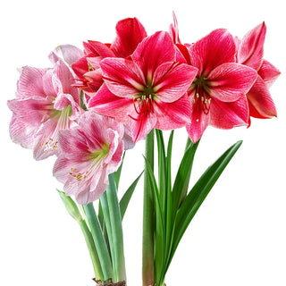 Think Pink Amaryllis Collection