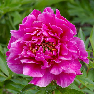 Belle Toulousaine Itoh Peony