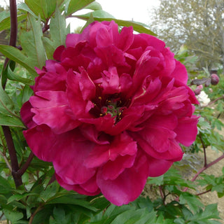 Life of the Party Itoh Peony