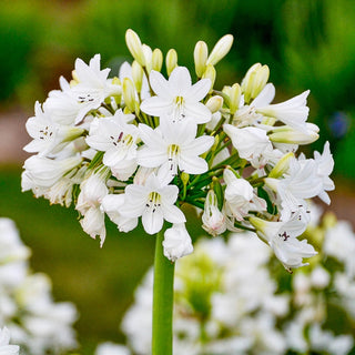 Galaxy White Agapanthus