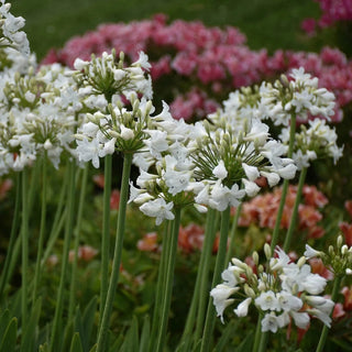 Galaxy White Agapanthus
