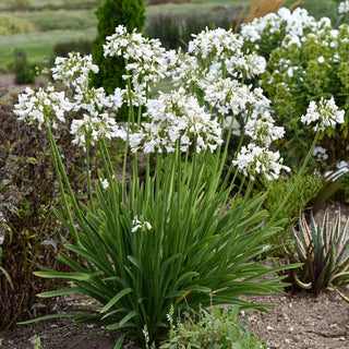 Galaxy White Agapanthus