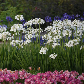 Galaxy White Agapanthus