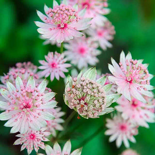 Loddon Royalist Anchusa