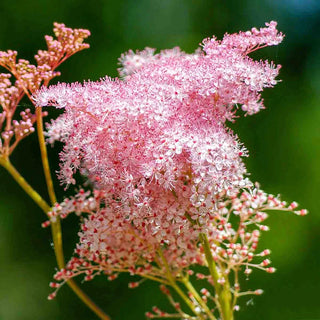 Queen of the Prairie