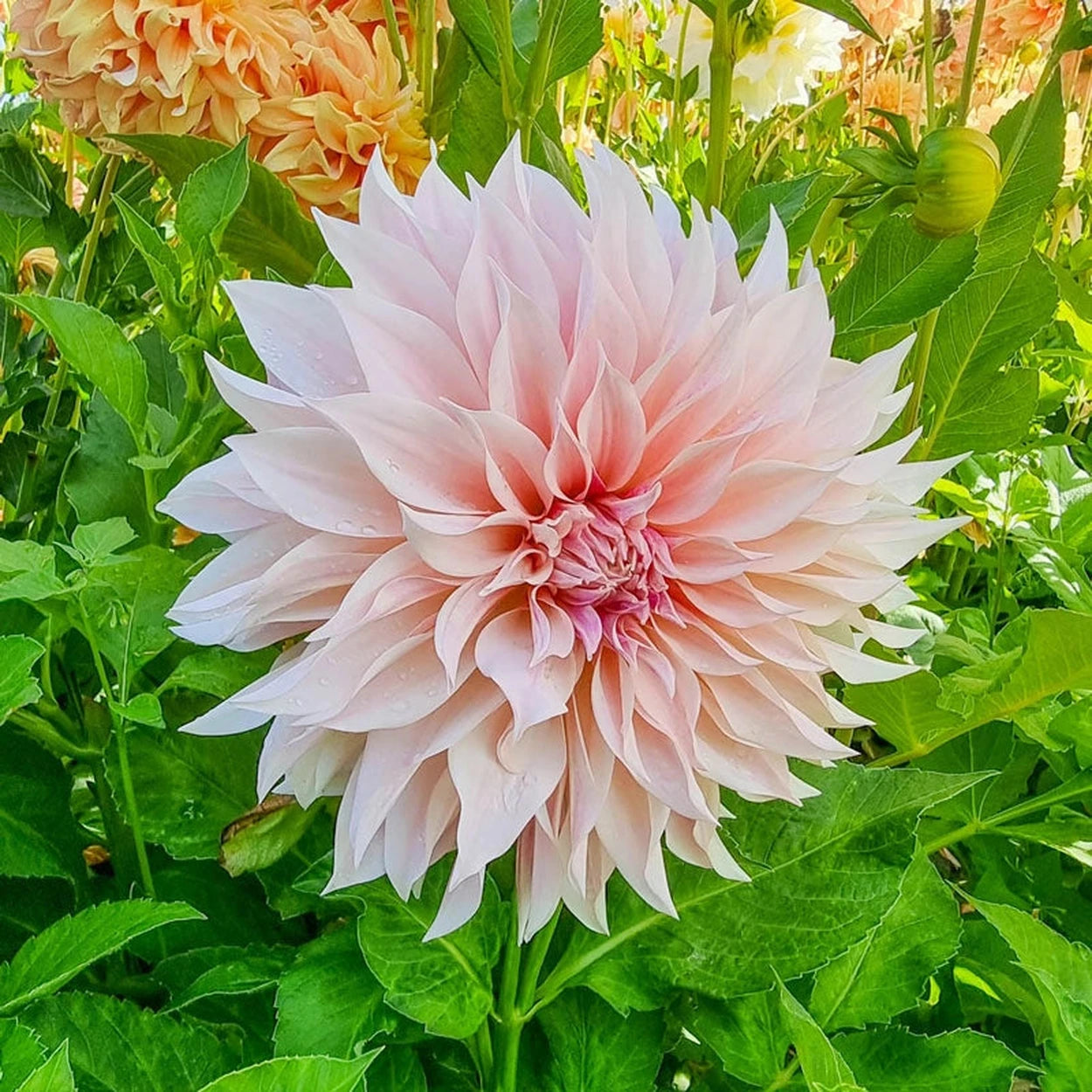 dahlia seeds cafe au lait Buy Cafe au Lait Dahlias | Spring Planted Bulbs