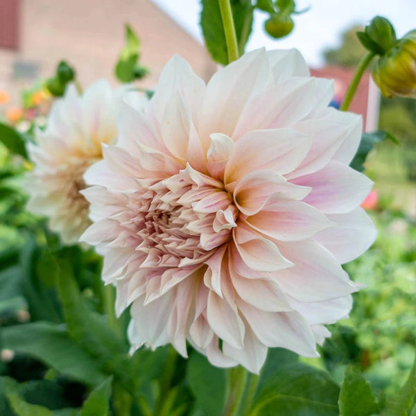 dahlia seeds cafe au lait Café au Lait Dahlia