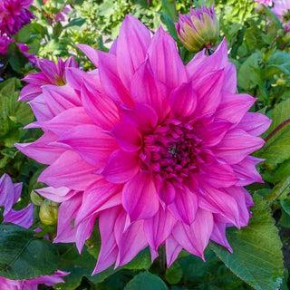 Café au Lait Rosé Dahlia