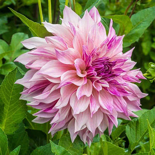 Café au Lait Royal Dahlia