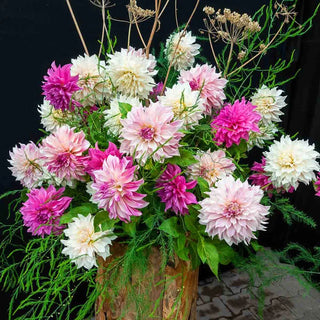 Café au Lait Royal Dahlia