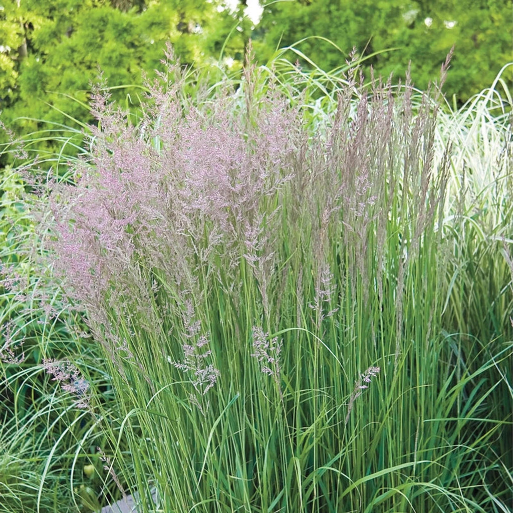 Karl Foerster Feather Reed Grass – Breck's