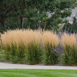 Karl Foerster Feather Reed Grass
