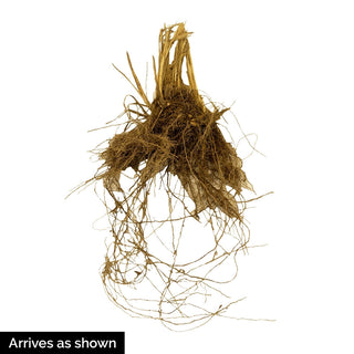 Karl Foerster Feather Reed Grass