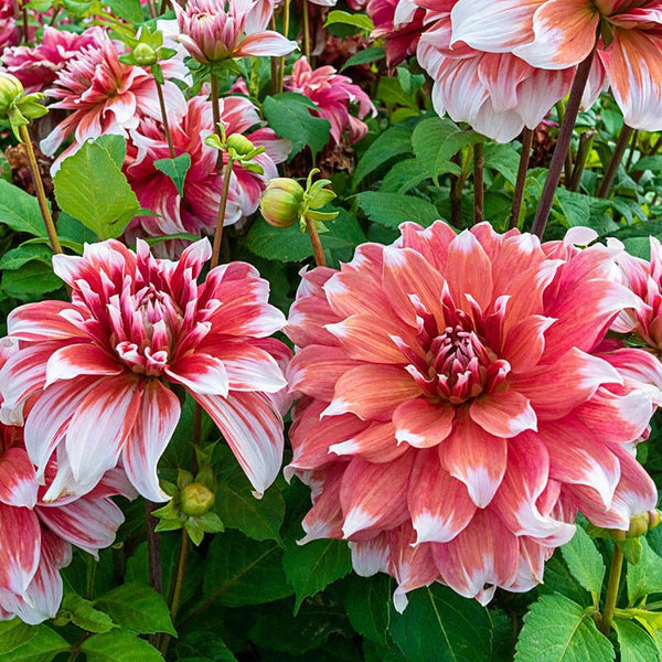 Shop Frost Nip Dahlia Dahlia | Dinnerplate Dahlias | Breck's