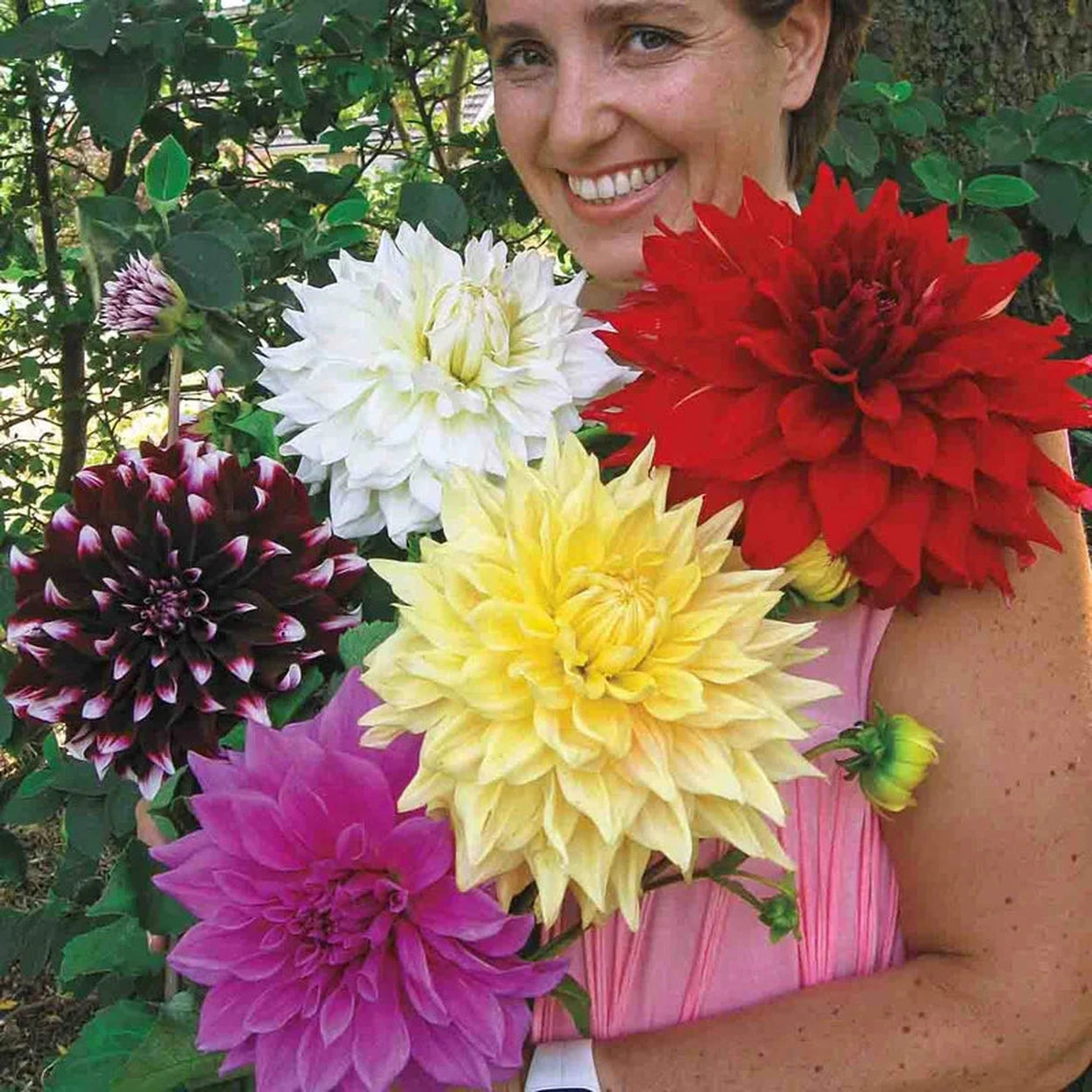 dinner plate dahlia seeds Dinnerplate Dahlia Mixture | Dahlia Bulbs for Sale