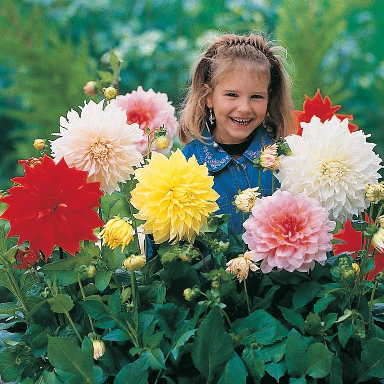 dinner plate dahlia seeds for sale Dinnerplate Dahlia Mixture