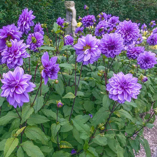 Lilac Time Dahlia