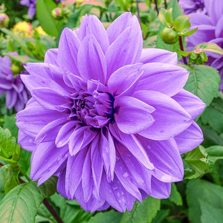 Lilac Time Dahlia