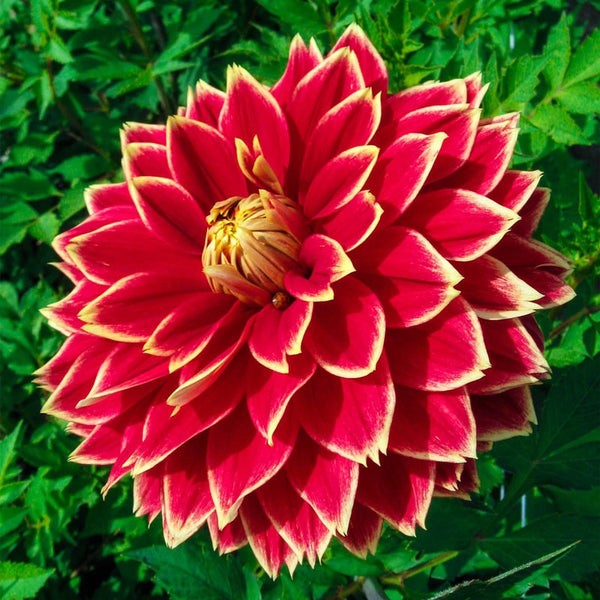 Buy Dutch Carnival Dahlia | Dinnerplate Dahlias | Breck's